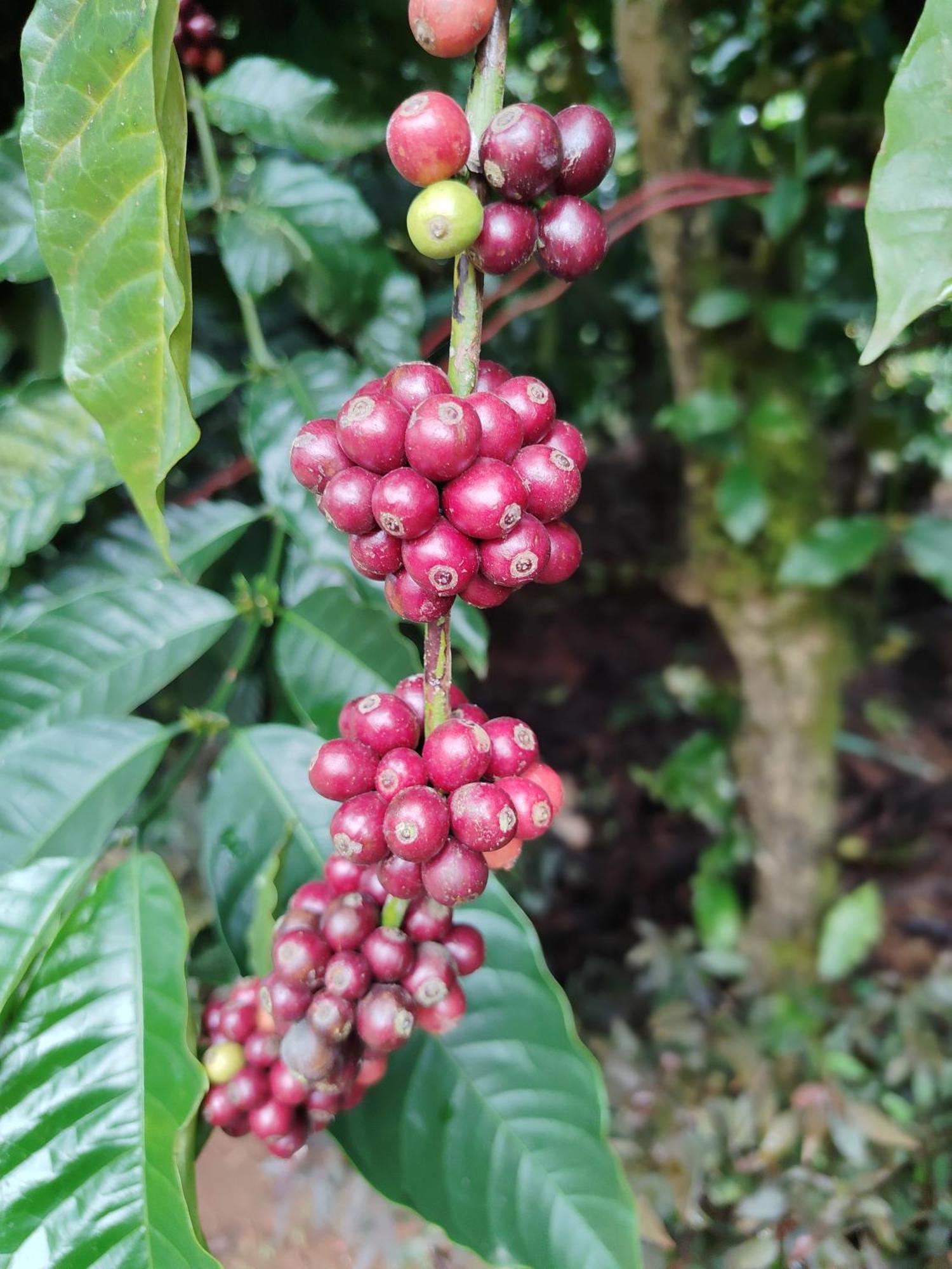 Shivalaya Homestay, Madikeri Siddāpur Esterno foto